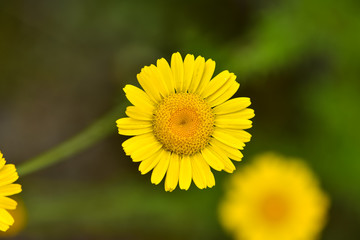 Beautiful little flower Coleostephus myconis in an meadow, known as the corn marigold, is an annual herbaceous plant belonging of the family Asteraceae.