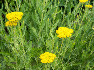 Goldgarbe,Achillea filipendulina