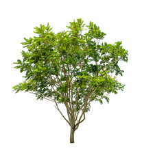 Obraz premium Isolated Tree on white background ,Suitable for use in landscape design, Tree from thailand, Asia