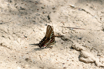 Big, colorful exotic butterfly, Cenote Ik Kil, Mexico