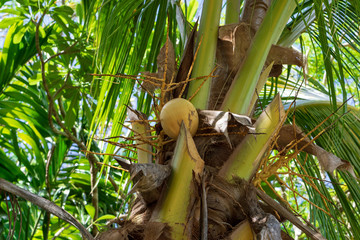 Coconut palm with fruits in its natural environment, Cancun, Mexico