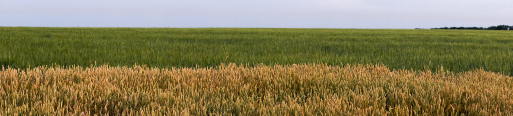 golden wheat field and sunny day