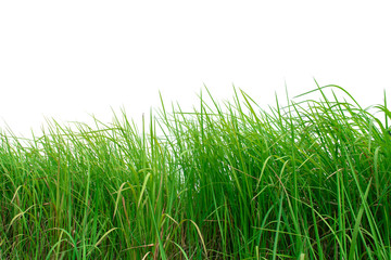 Green grass isolated on white background.