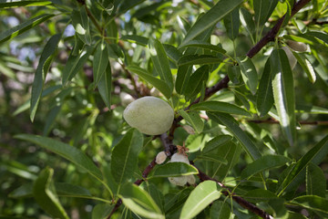 Almond fruit with isolated resin close-up