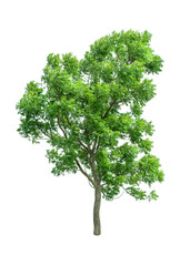 Isolated Tree on white background ,Suitable for use in landscape design, Tree from thailand, Asia