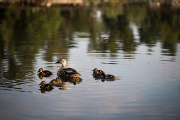 Duck with small offspring floating in the pond. Little beautiful ducklings.