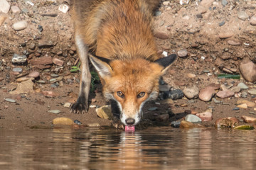 fuchs beim trinken