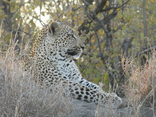 Fototapeta na wymiar Kruger Park Safari Leopard