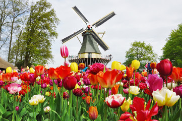 KEUKENHOF, NETHERLANDS, APRIL 26, 2018: Windmill and tulips in the Keukenhof gardens, traditional Dutch landscape in spring