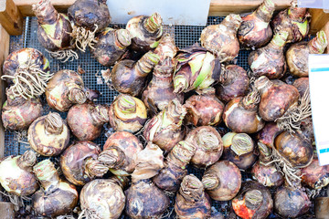 Flower tulip bulbs in a box. Top view