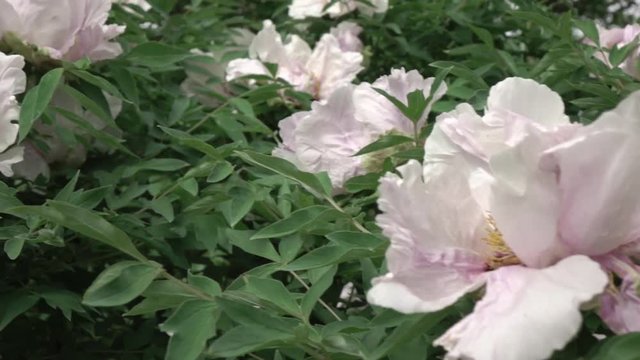 A blossoming bush with pink close-up peony flowers shot in cloudy weather in the summer. Panoramic slow video from right to left . Full HD video, 240fps, 1080p.