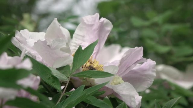 Flying working bee in the middle of a flower gently pink peony close-up. Slow motion, Full HD video, 240fps, 1080p.