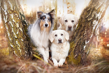 Drei Hunde liegend zwischen Bäumen nebeneinander