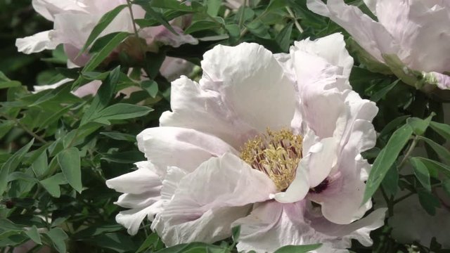 Flying working bee flies off the flower gently pink peony close-up. Leaves move slowly in the wind. Full HD video, 240fps, 1080p.