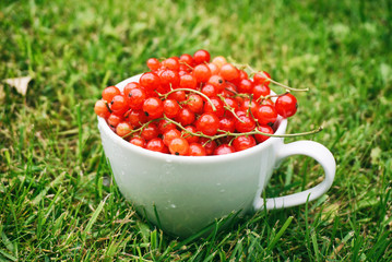 Fresh red currant in a white cup