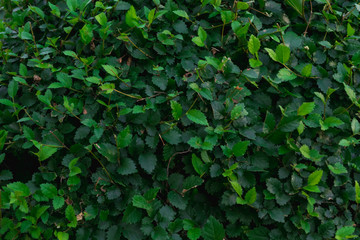 Fototapeta na wymiar green leaf texture, bush