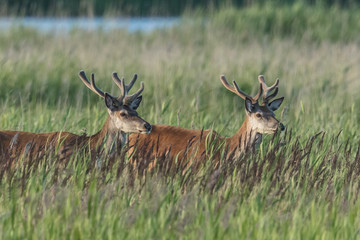 Rotwild im schilf
