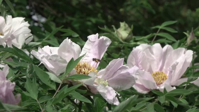 Bee flying over a flowering bush with pink flowers peony on a green leaf blurred background. Slow motion, Full HD video, 240fps, 1080p.