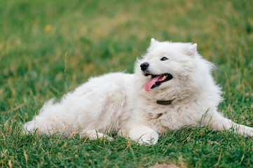 Adorable amazing white fluffy happy samoyed puppy lying on grass outdoor at nature in summer.  Portrait of beautiful purebred dog relaxing on field.  Lovely furry smiling pet on meadow.