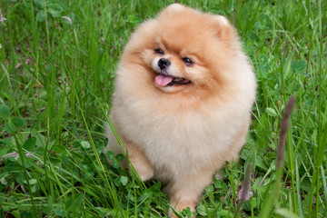 Cute pomeranian spitz puppy is standing on a spring meadow. Deutscher spitz or zwergspitz.