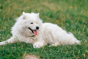 Adorable amazing white fluffy happy samoyed puppy lying on grass outdoor at nature in summer.  Portrait of beautiful purebred dog relaxing on field.  Lovely furry smiling pet on meadow.