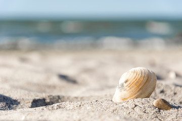 sea shell in the sand on the beach