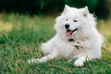 Adorable amazing white fluffy happy samoyed puppy lying on grass outdoor at nature in summer.  Portrait of beautiful purebred dog relaxing on field.  Lovely furry smiling pet on meadow.