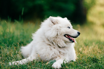 Obraz premium Adorable amazing white fluffy happy samoyed puppy lying on grass outdoor at nature in summer. Portrait of beautiful purebred dog relaxing on field. Lovely furry smiling pet on meadow.