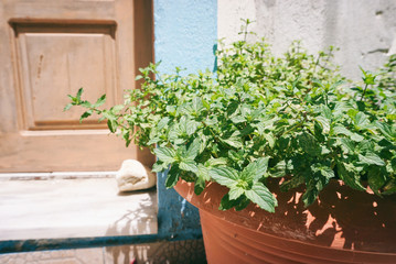 Fresh mint in a pot, old door at the background