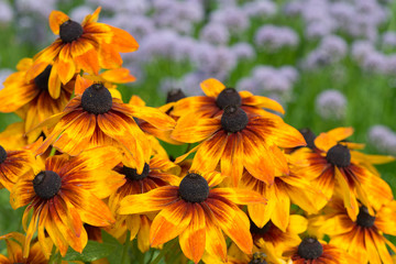 Rudbeckie flowers blossom in the garden