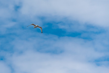 bird, sea gull flying in the blue sky