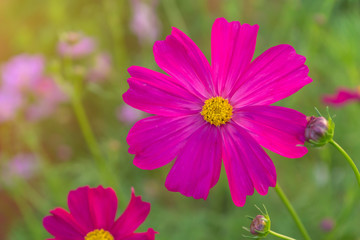 Cosmos colorful flower in the beautiful garden