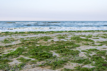sea beach littered with algae