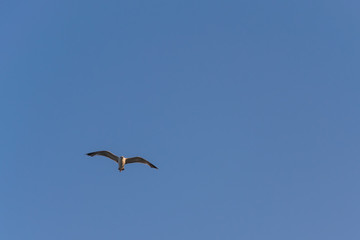 bird, sea gull flying in the blue sky