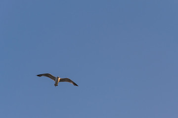 bird, sea gull flying in the blue sky