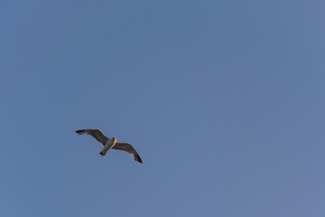 bird, sea gull flying in the blue sky