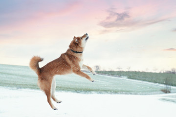 Shiba Inu Hund springt vor Freude in die Luft