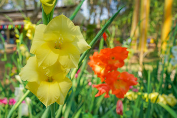 Bunch of colorful Gladiolus flowers in beautiful garden