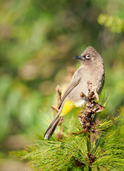 Cape Bulbul
