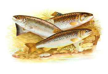 illustration of salmon