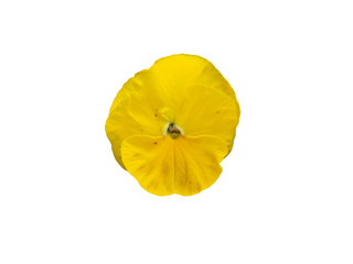 Yellow flower of garden pansy (Viola) isolated on white background.   