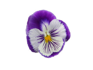 Purple and white flower of garden pansy (Viola) isolated on white background.   