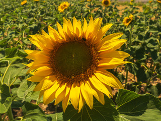 Field of sunflowers on a clear summer day