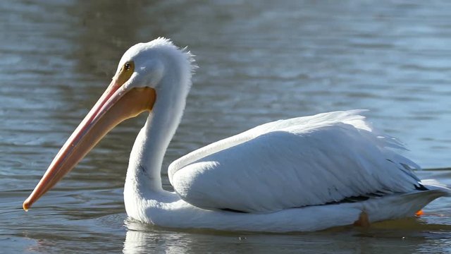 Slow motion clip of a white pelican swimming in profile in a lake or pond.