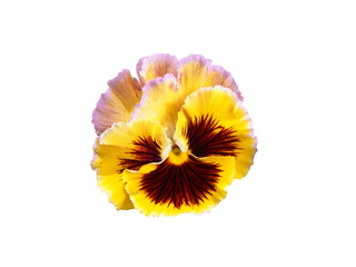 Colorful flower of garden pansy (Viola 'Rokoko') isolated on white background.  