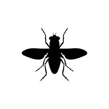 Spotted flesh fly (screwworm fly) icon