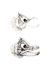 illustration of salmon