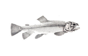 illustration of salmon