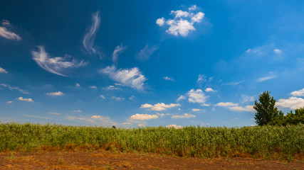 Fototapeta premium Blue sky over the field