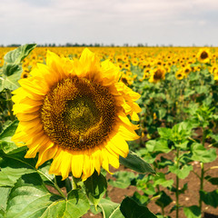 Fototapeta premium Field of sunflowers on a clear summer day